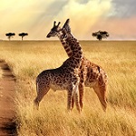 Experience The Hidden Gems of Travel, Africa Cruises