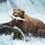 Discover the majestic beauty of alaska