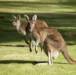 Australia/NZ: Your Next Cruise Destination