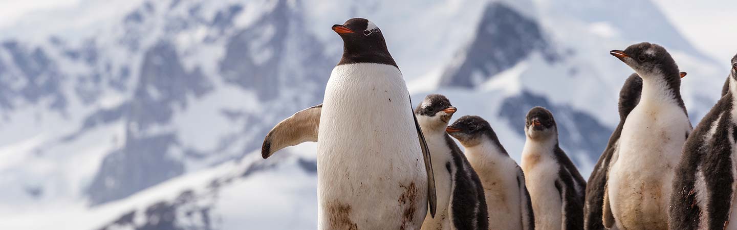 South America Cruise Deals